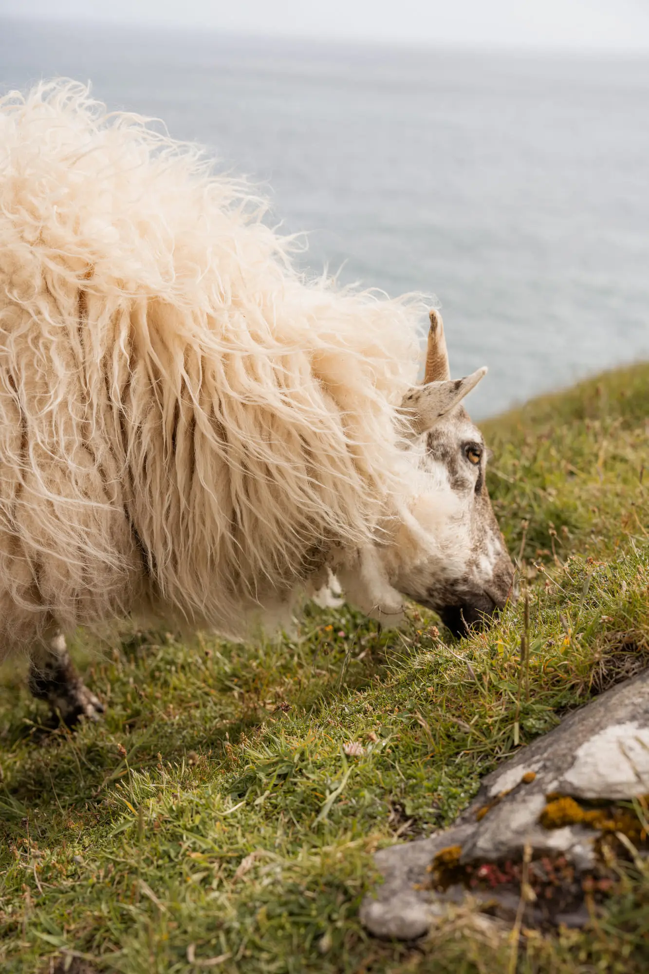 A shaggy sheep grazing right on the cliff edge